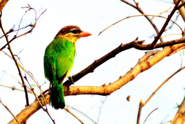 Photography titled "Morning Visitor-III" by Goutam Chakraborty, Original Artwork