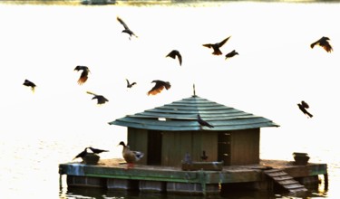 Photography titled "A Bird House!" by Goutam Chakraborty, Original Artwork