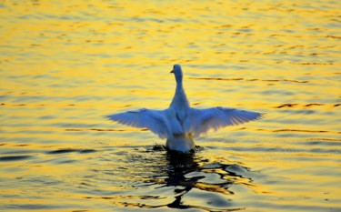 Photography titled "Swan in the Golden…" by Goutam Chakraborty, Original Artwork