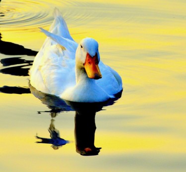 Photography titled "Swan in the Golden…" by Goutam Chakraborty, Original Artwork