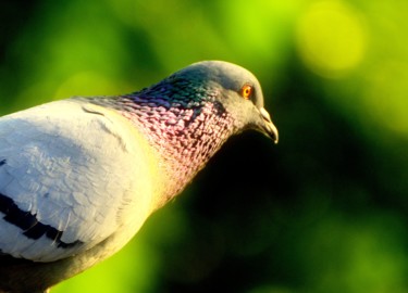 Photography titled "Portrait of a Pigeon" by Goutam Chakraborty, Original Artwork