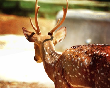 Fotografia intitolato "Spotted Deer!" da Goutam Chakraborty, Opera d'arte originale