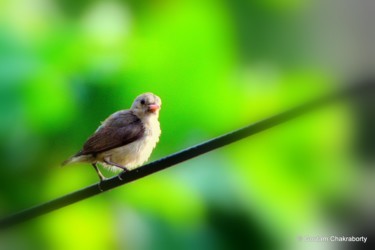 Photographie intitulée "Morning Visitor- In…" par Goutam Chakraborty, Œuvre d'art originale