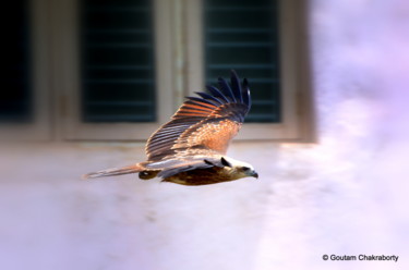 Photography titled "City Bird!" by Goutam Chakraborty, Original Artwork