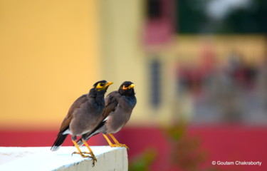 Photography titled "Morning Visitors!" by Goutam Chakraborty, Original Artwork