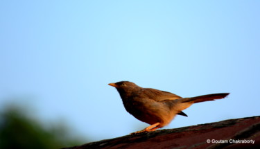 Photography titled "Morning Visitor!" by Goutam Chakraborty, Original Artwork