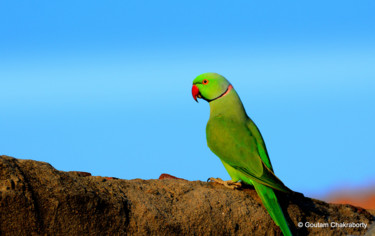 Fotografia intitolato "Evening Visitor!" da Goutam Chakraborty, Opera d'arte originale