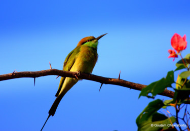 Photography titled "Evening Visitor!" by Goutam Chakraborty, Original Artwork
