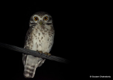 Photography titled "Night Visitor!" by Goutam Chakraborty, Original Artwork