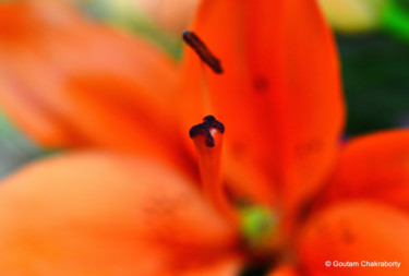 Photography titled "Closer Look!" by Goutam Chakraborty, Original Artwork