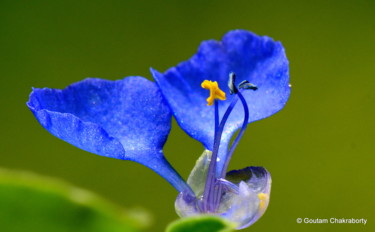 Photography titled "The Blue Beauty!" by Goutam Chakraborty, Original Artwork