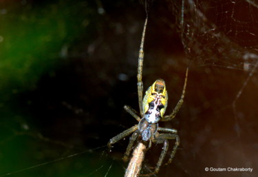 Photography titled "Silent Hunter!" by Goutam Chakraborty, Original Artwork