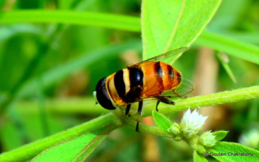 Photography titled "Honey Hunter!" by Goutam Chakraborty, Original Artwork