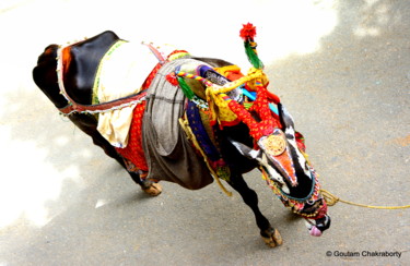 Fotografia intitolato "The Holy Cow!" da Goutam Chakraborty, Opera d'arte originale