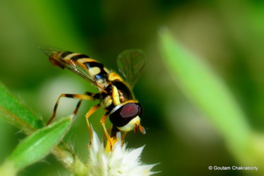 Photography titled "Honey Hunter!" by Goutam Chakraborty, Original Artwork