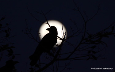 Photography titled "Raven & the Moon!" by Goutam Chakraborty, Original Artwork