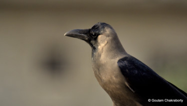 Photographie intitulée "Portrait of a Crow!" par Goutam Chakraborty, Œuvre d'art originale