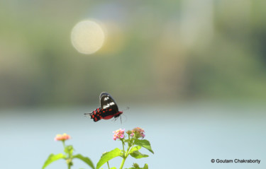 Photography titled "Beautiful creature!" by Goutam Chakraborty, Original Artwork