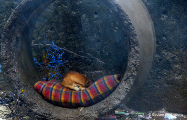 Fotografia zatytułowany „Shelter!” autorstwa Goutam Chakraborty, Oryginalna praca