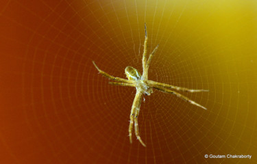 Photographie intitulée "The Golden Spider!" par Goutam Chakraborty, Œuvre d'art originale