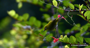 Photography titled "Morning Visitor!" by Goutam Chakraborty, Original Artwork