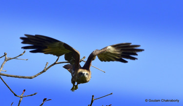 Photography titled "Freedom Flight!" by Goutam Chakraborty, Original Artwork