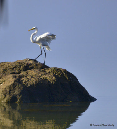 Fotografía titulada "The Morning Visitor!" por Goutam Chakraborty, Obra de arte original