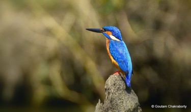 Photographie intitulée "Fish Hunter!" par Goutam Chakraborty, Œuvre d'art originale