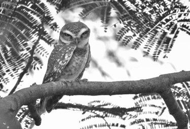 Photography titled "Tiny Owl!" by Goutam Chakraborty, Original Artwork
