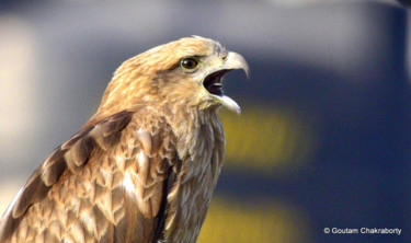 Photographie intitulée "City Bird!!" par Goutam Chakraborty, Œuvre d'art originale