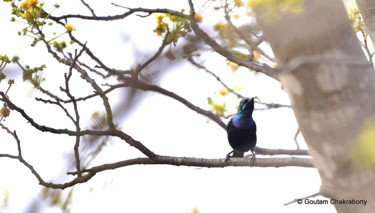 Photography titled "Sunbird in Bangalor…" by Goutam Chakraborty, Original Artwork