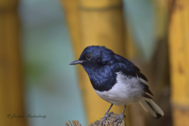 Photography titled "Indian Robin!" by Goutam Chakraborty, Original Artwork
