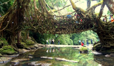 Photographie intitulée "Living Root Bridge…" par Goutam Chakraborty, Œuvre d'art originale