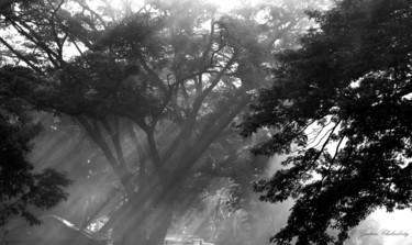 Photography titled "Morning Sun & Mist!" by Goutam Chakraborty, Original Artwork