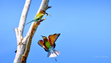 Fotografia intitulada "Bee-eaters!" por Goutam Chakraborty, Obras de arte originais