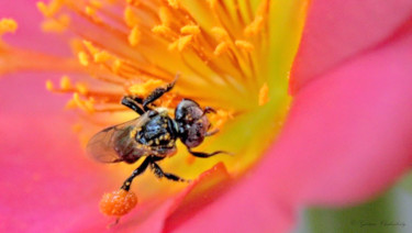 Photographie intitulée "Honey Hunter!" par Goutam Chakraborty, Œuvre d'art originale