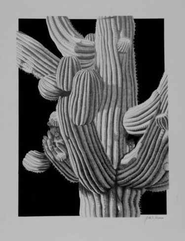 Drawing titled "Giant Saguaro Detail" by John Bowman, Original Artwork, Other