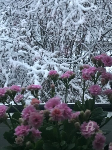 Fotografia zatytułowany „Winters calanchoe” autorstwa Grazyna Hajewski, Oryginalna praca, Fotografia cyfrowa