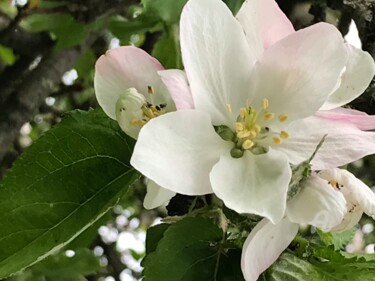 Fotografia zatytułowany „Beauty” autorstwa Grazyna Hajewski, Oryginalna praca, Fotografia cyfrowa