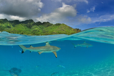 Photographie intitulée "blacktips shark" par Grégory Bru, Œuvre d'art originale