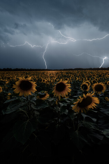 Photographie intitulée "Orage sur fleurs de…" par Grégory Dolivet, Œuvre d'art originale, Photographie numérique