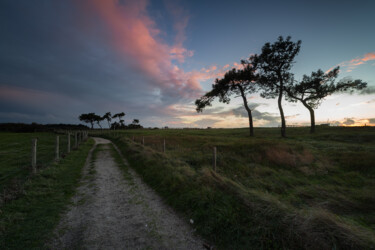 Фотография под названием "Arbres en ciel" - Grégory Dolivet, Подлинное произведение искусства, Цифровая фотография