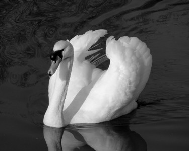 Fotografia zatytułowany „Cygne II” autorstwa Grégory Lejeune, Oryginalna praca