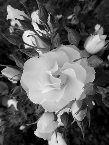 Photographie intitulée "Roses" par Grégory Lejeune, Œuvre d'art originale