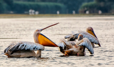 Fotografia intitulada "Sleeping Pelican" por Grigore Roibu, Obras de arte originais, Fotografia digital