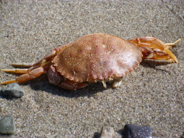 Photography titled "Crabe" by Alex Grimarts, Original Artwork, Non Manipulated Photography