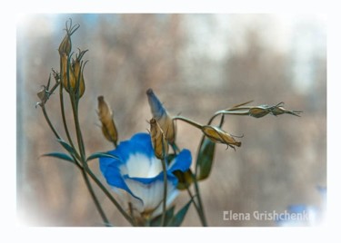 Фотография под названием "зимний цветочек" - Elena Grishchenko, Подлинное произведение искусства