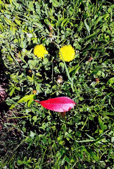 Photographie intitulée "Nature genius.jpg" par Gilles Brumberg, Œuvre d'art originale