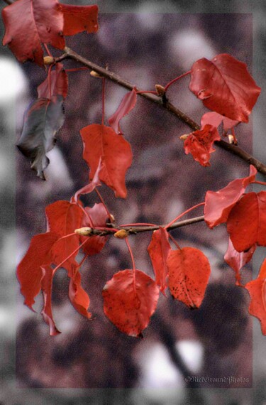 Fotografie getiteld "Red Leaf Plum" door Citellus, Origineel Kunstwerk, Digitale fotografie