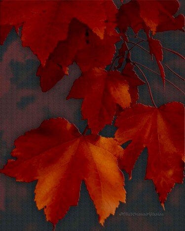 Fotografie getiteld "Red Leaf Maple" door Citellus, Origineel Kunstwerk, Digitale fotografie
